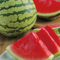 Watermelon Gurney's® Delight Improved Hybrid