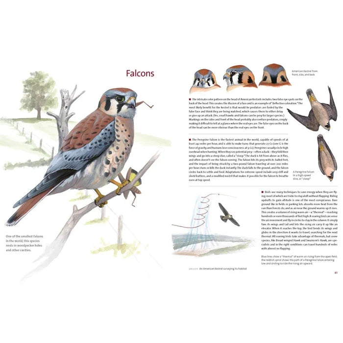 What It’s Like to Be a Bird
