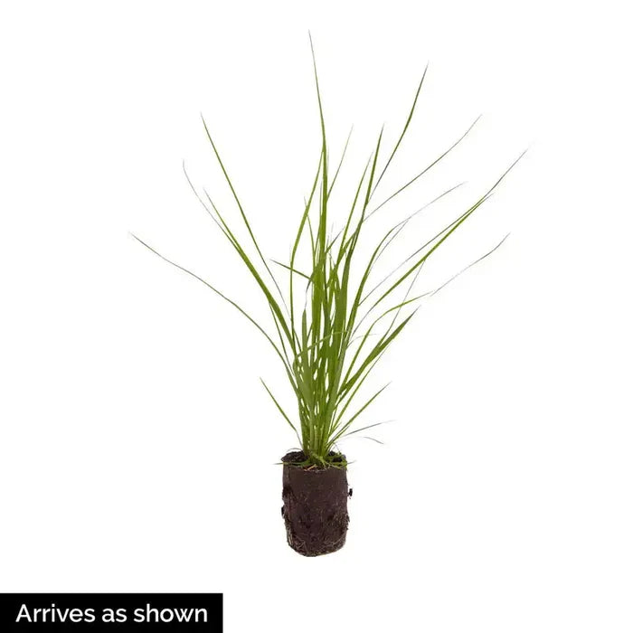White Pampas Grass Plant