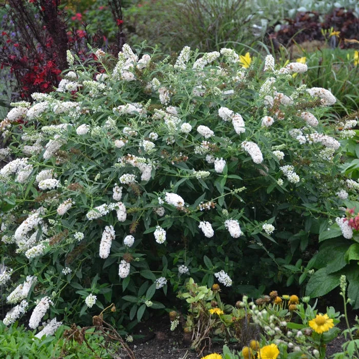 White Profusion Butterfly Bush