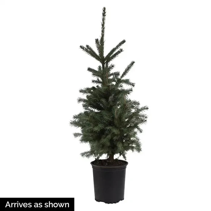 White Spruce