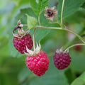 Willamette Raspberry