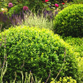 Winter Gem Boxwood Bundle