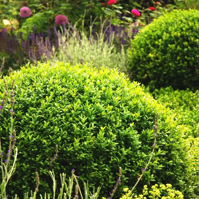 Winter Gem Boxwood Bundle