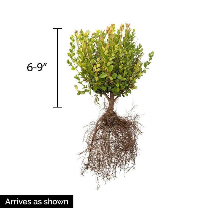 Winter Gem Boxwood Bundle