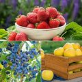WOW!™ Fruit