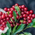 Wowza!® Cherry Bush