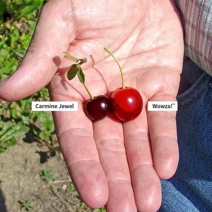 Wowza!® Cherry Bush
