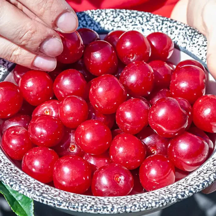 Wowza!® Cherry Bush