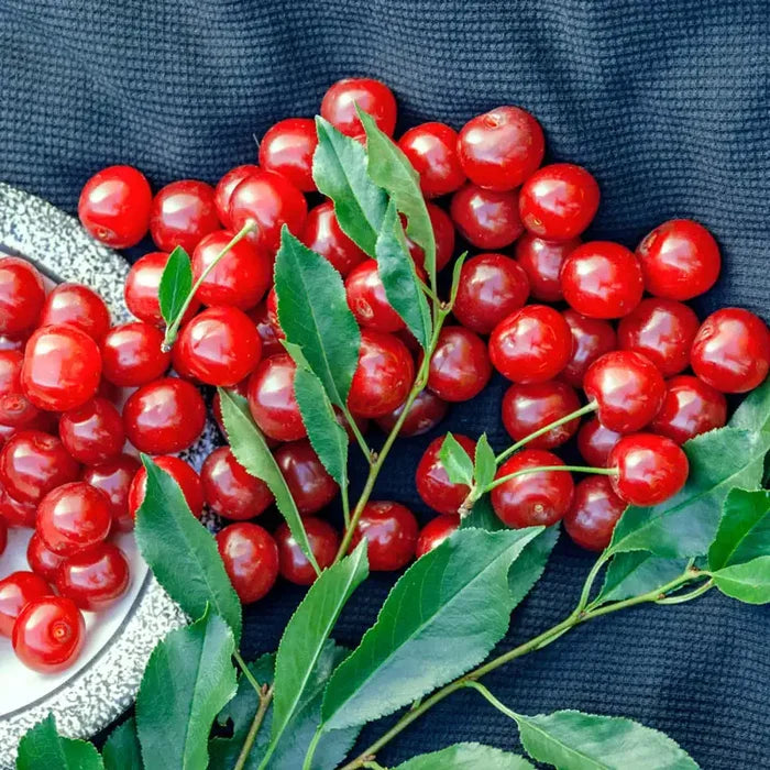 Wowza!® Cherry Bush