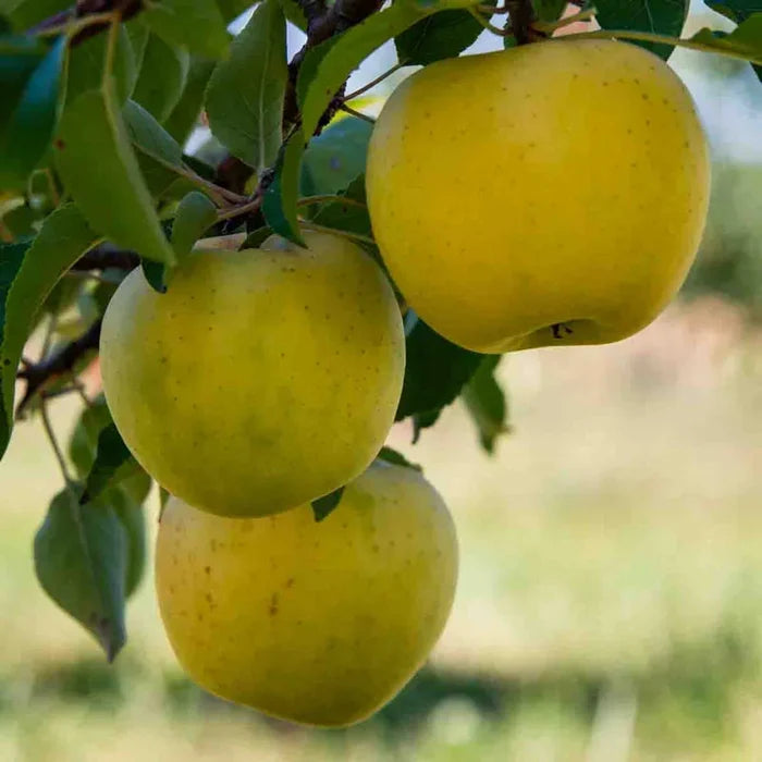 Yellow Transparent Apple
