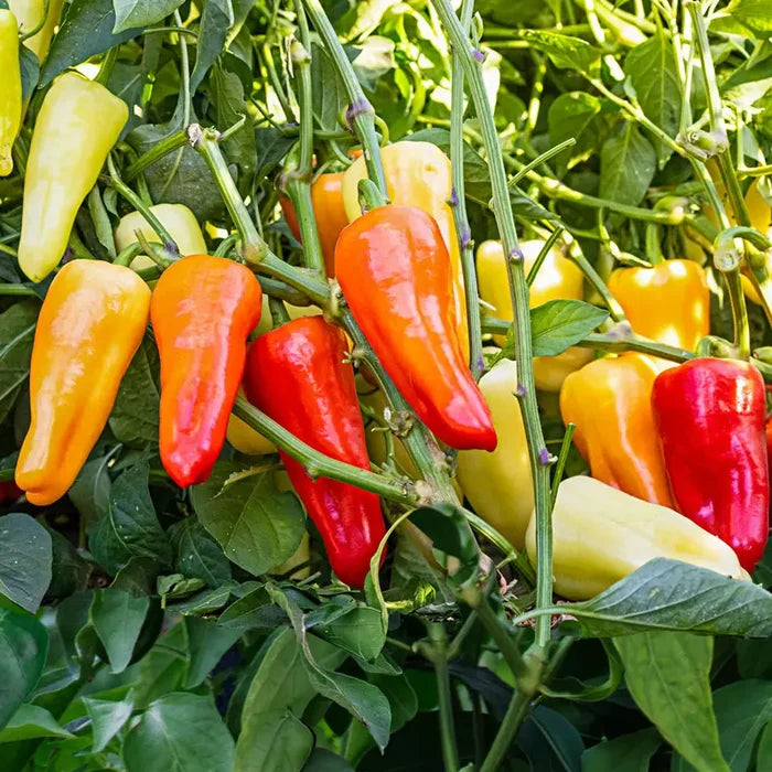Yellowstone Hot Pepper