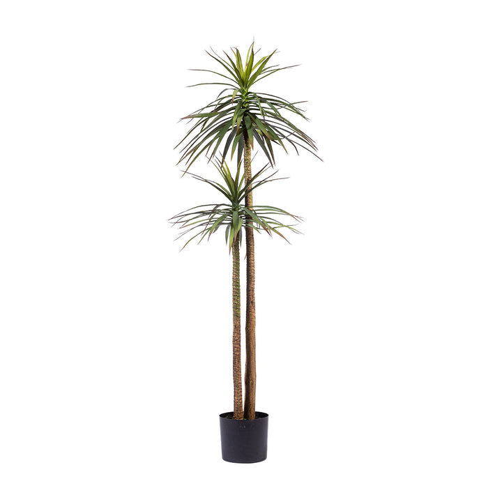 Yucca Tree 2 Branches - 165cm